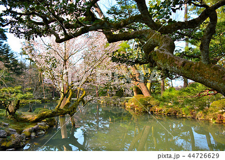 兼六園・瓢箪池(ひさごいけ)の名木、枝垂桜の眺め(5) 兼六園・瓢箪池(ひさごいけ)の名木、枝垂桜の眺め(5) 44726629