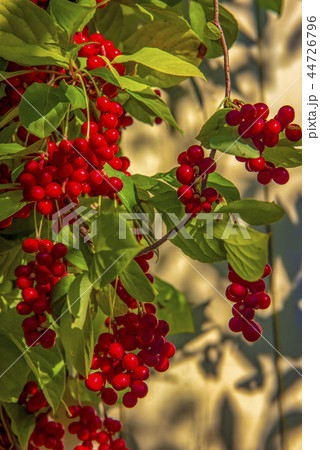 Red schisandra berries and leaves in nature 44726796