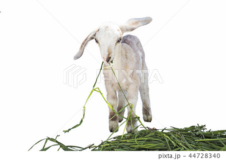 lamb on white background, farm, animal 44728340