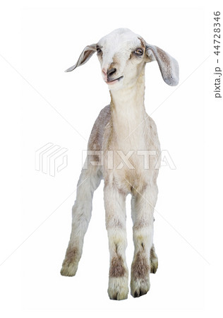 lamb on white background, farm, animal 44728346