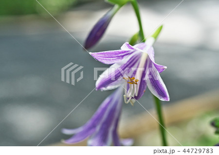 薄紫のギボウシの花 44729783