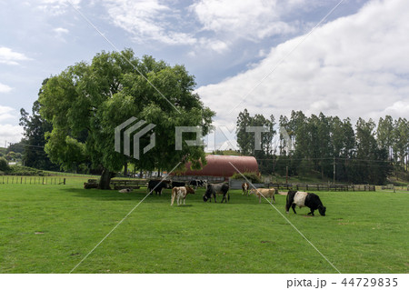 agrodome farm tour agrodome farm tour 44729835