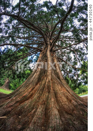blue atlas cedar tree blue atlas cedar tree 44730140