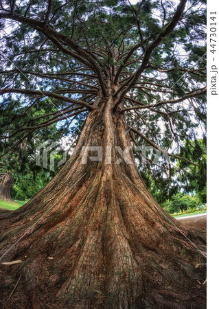 blue atlas cedar tree 44730141