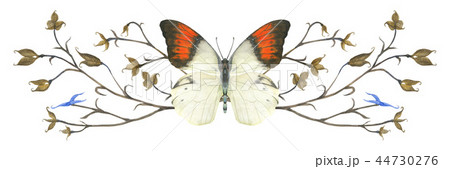 Nature design vignette with butterfly  and plants Nature design vignette with butterfly  and plants 44730276