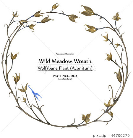 Eco design wreath Aconitum plant Eco design wreath Aconitum plant 44730279