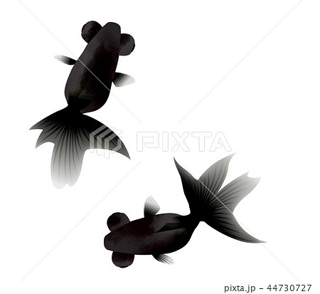 背景素材_金魚（影なし） 44730727