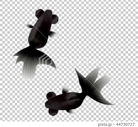 背景素材_金魚（影なし） 44730727