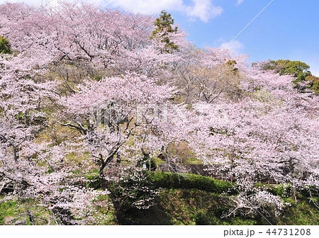 船越堤公園-18506 船越堤公園-18506 44731208
