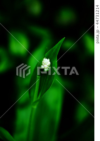 咲き始めた、ヤブミョウガの花 44731214