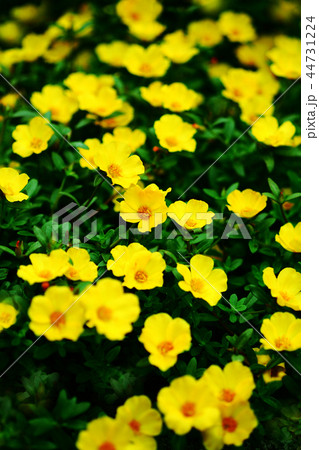 ポーチュラカ　黄色い花 44731224