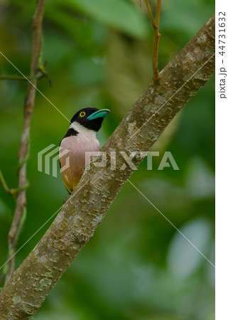 Black and Yellow broadbills perches on a brunch 44731632