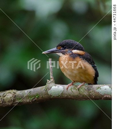 Blue-banded kingfisher (Alcedo euryzona 44731668