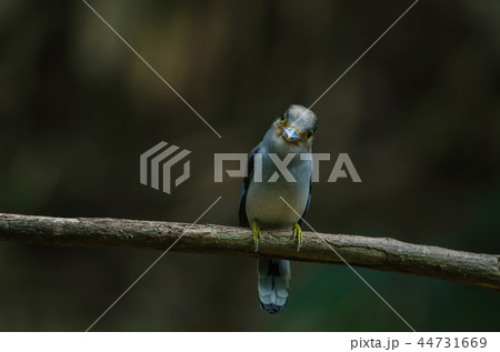 Silver-breasted Broadbill on tree branch 44731669