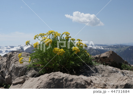 花 横 風景 44731684