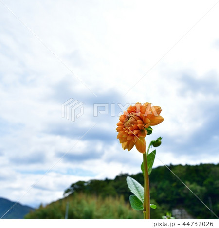 咲き誇る淡いオレンジ色のダリア 咲き誇る淡いオレンジ色のダリア 44732026