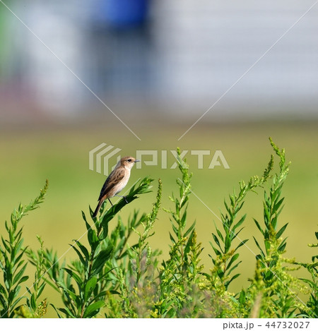 すまし顔のノビタキ 44732027