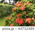 赤い花 44732489