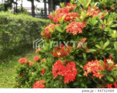 赤い花 44732489