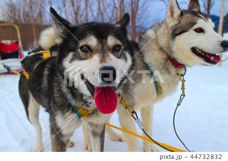 自然の中の犬 44732832