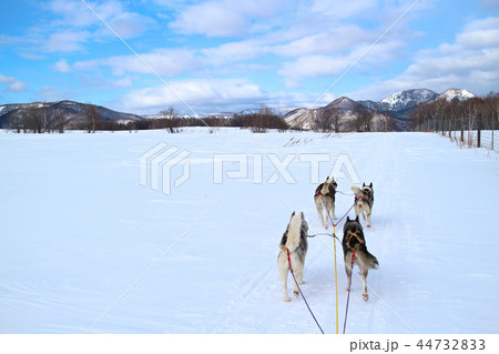 北海道の犬ぞり 北海道の犬ぞり 44732833