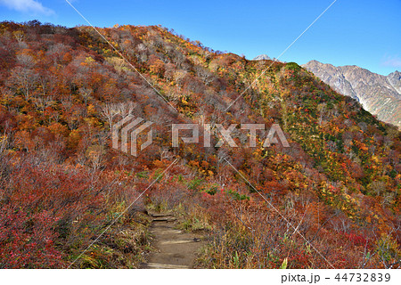 長野県白馬村 秋の五竜岳登山 二ノ背髪から見る小遠見山の紅葉 44732839