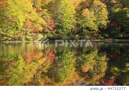 刈込池の紅葉 44733277