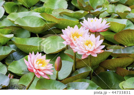 京畿道 キョンギド グァンゴクジ 44733831