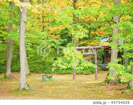 富良野 鳥沼公園の祠と鳥居 富良野 鳥沼公園の祠と鳥居 44734026
