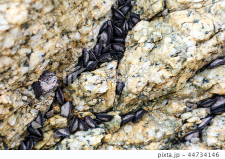 Mussel is usually having a dark shell hang on rock 44734146