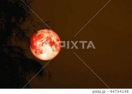 red blood moon back silhouette tree night red sky red blood moon back silhouette tree night red sky 44734148