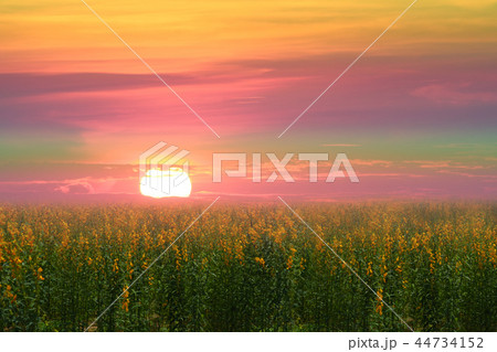 sunhemp in field in the valley sunset colorful sky sunhemp in field in the valley sunset colorful sky 44734152