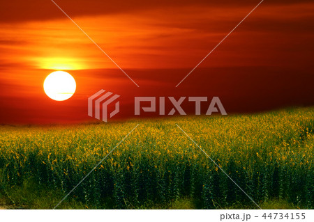 sunhemp in the valley and sunset the colorful sky 44734155