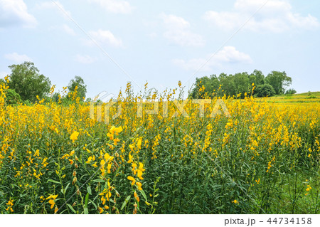 sunhemp in the valley, beautiful yellow flowers sunhemp in the valley, beautiful yellow flowers 44734158