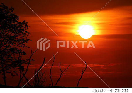 sunset sundawn and silhouette dry tree cloud sky sunset sundawn and silhouette dry tree cloud sky 44734257