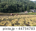 稲刈り　ハサ干し（天日乾燥） 44734783