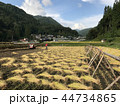 稲刈り　ハサ干し 44734865