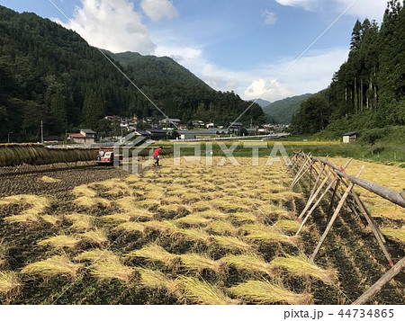 稲刈り ハサ干し 稲刈り ハサ干し 44734865