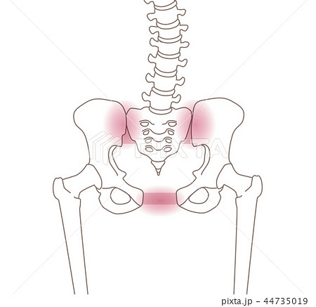 骨盤の緩み 骨格のイラスト素材