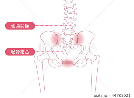 骨盤の緩み 骨格 44735021