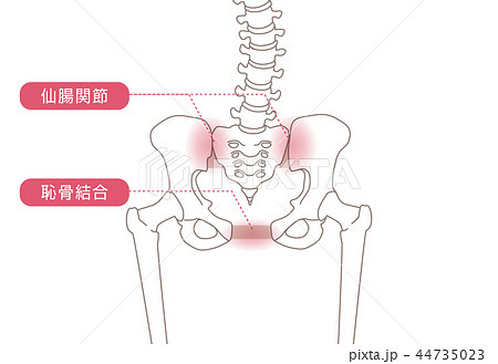 骨盤の緩み 骨格 44735023