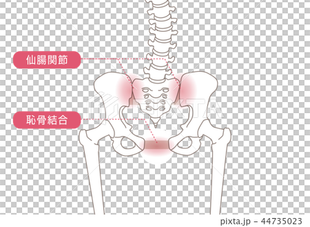 骨盤の緩み 骨格 44735023