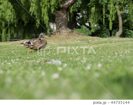 公園の草の上を歩く鴨 44735144