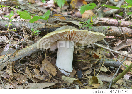 ウラベニホテイシメジ 44735170
