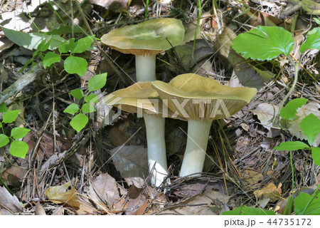 ウラベニホテイシメジ ウラベニホテイシメジ 44735172