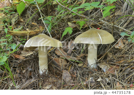 ウラベニホテイシメジ ウラベニホテイシメジ 44735178