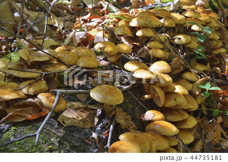 ナメコ ナメコ 44735181