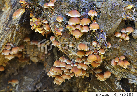 クリタケ クリタケ 44735184