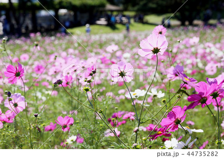 コスモス ひたち海浜公園 茨城県ひたちなか市 コスモス ひたち海浜公園 茨城県ひたちなか市 44735282
