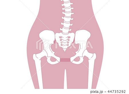 骨盤の緩み 腰部 ピンク 44735292